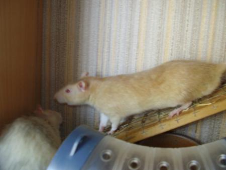 Couic & Turbo